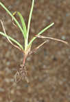 Fragrant spikesedge